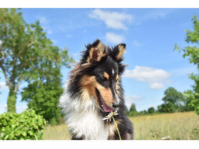 Cremação para mascotes de 31 a 40 kgs - R$ 800,00 - Valor à vista